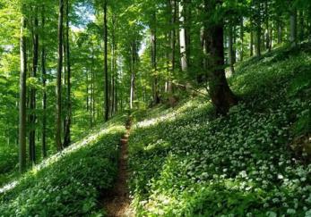 Galgenfürst-Trail